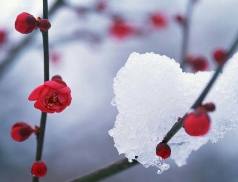 在一片雪里沉思