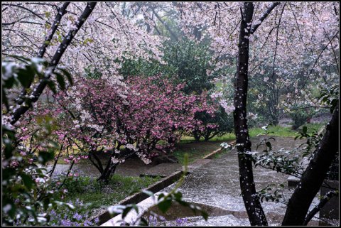 纷纷雨落，换得淡淡花香