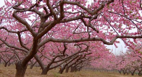 你说，想看桃花朵朵开