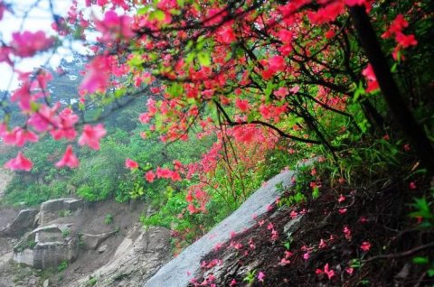 花开半朵，永带胜芳