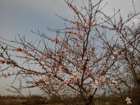 夕阳下，看桃花