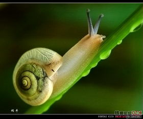 笨拙的蜗牛