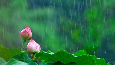 依窗赏雨浅浅醉