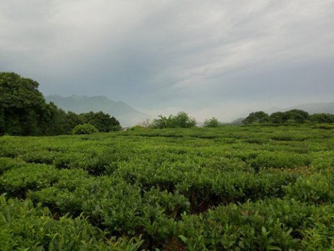 创新出水隆茶，弘扬中国茶文化