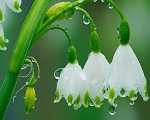 花非花，雨非雨