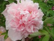 白雪公主艳子飞飞的空间