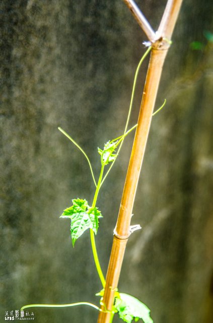 注定的季节