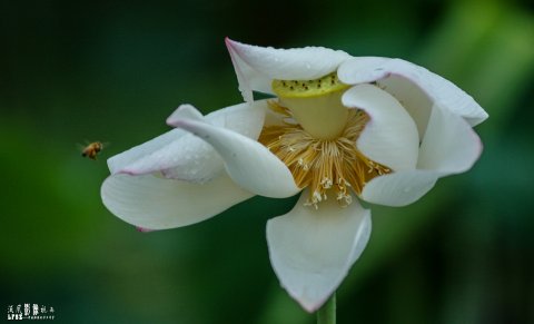 雨后新荷