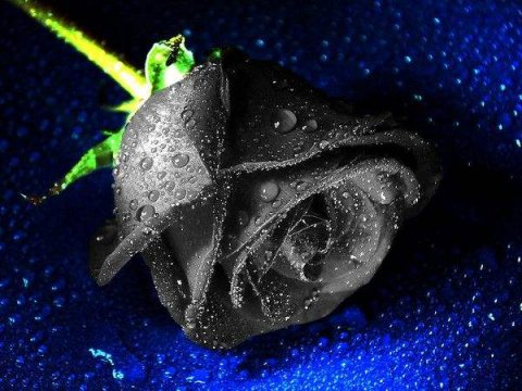 情人节的黑玫瑰