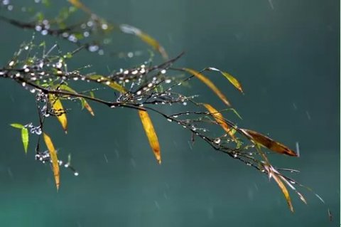 露雨洗清秋