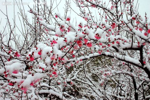 《梅花三弄》